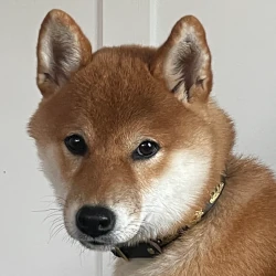 akio-shiba-inu